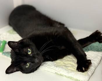 Domestic Short Hair Cats Available for Adoption in Alexandria, Virginia - Zayan | PetCurious