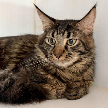Maine Coon Cats Available for Adoption - Simba (bonded W/ Winter) | PetCurious
