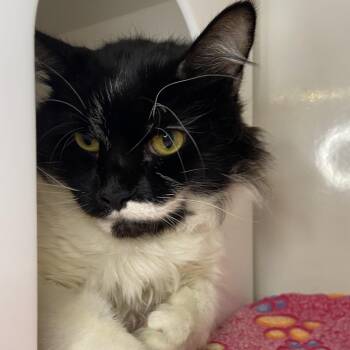 Domestic Medium Hair Cats Available for Adoption - Theo | PetCurious