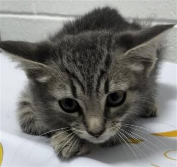 ZEPHYR -  Domestic Short Hair Cat for Adoption - ZEPHYR | PetCurious
