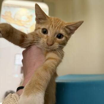 Ricky -  Domestic Short Hair Cat for Adoption in Hattiesburg, Mississippi - Ricky | PetCurious