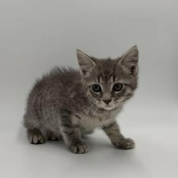 New Balance 608 -  Domestic Short Hair Cat for Adoption in State College, Pennsylvania - New Balance 608 | PetCurious