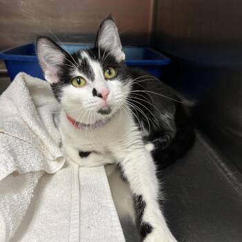 Tuxedo Cats Available for Adoption in La Grange Park, Illinois - Pinta | PetCurious