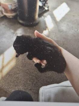 Woogie -  Domestic Short Hair Cat Available for Adoption in Cincinnati, Ohio - Woogie | PetCurious