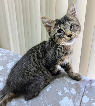 Herbie SP -  Maine Coon and Domestic Medium Hair Cat for Adoption - Herbie SP | PetCurious