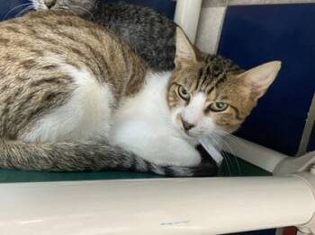 Rescue Domestic Short Hair Cats for Adoption in Houston, Texas - Peter | PetCurious