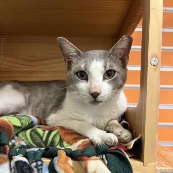 Mr. Wilson -  Domestic Short Hair Cat Available for Adoption - Mr. Wilson | PetCurious