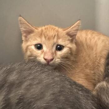 Bingley -  Domestic Short Hair Cat for Adoption in Saint Charles, Missouri - Bingley | PetCurious