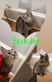 Rescue Domestic Short Hair and Tabby Cats for Adoption in Hazlet, New Jersey - Scooby | PetCurious