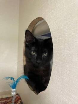 Endora -  Domestic Short Hair Cat for Adoption in Erin, Ontario - Endora | PetCurious
