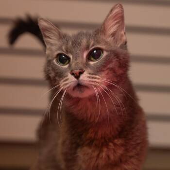 Ocean-15 yr senior -  Domestic Short Hair Cat for Adoption in Myrtle Beach, South Carolina - Ocean-15 Yr Senior | PetCurious