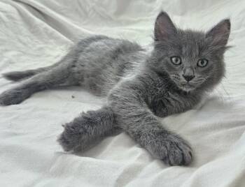 26-19 Stan -  Domestic Long Hair Cat for Adoption in St. Helens, Oregon - 26-19 Stan | PetCurious