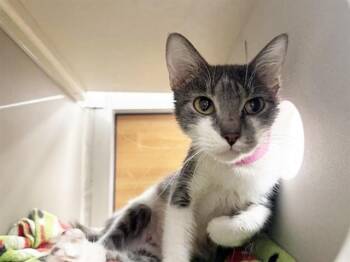 Domestic Short Hair Cats Available for Adoption - VALERIE | PetCurious
