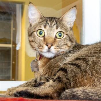 Rescue Domestic Short Hair Cats for Adoption in St. Louis, Missouri - ANTONIO | PetCurious