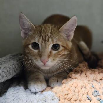 Barrette -  Domestic Short Hair Cat for Adoption in Lakewood, Colorado - Barrette | PetCurious