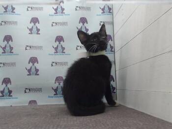 Domestic Short Hair Cats Available for Adoption - A588964 | PetCurious