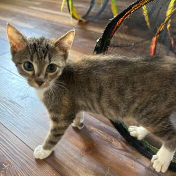 Robin -  Domestic Short Hair Cat for Adoption in Midland, Texas - Robin | PetCurious