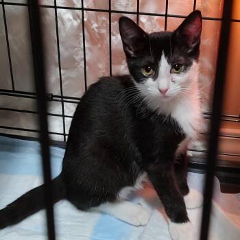 Rescue Domestic Short Hair Cats for Adoption in Beulaville, North Carolina - Fiodora | PetCurious