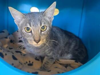 GRENADINE -  Domestic Short Hair Cat for Adoption in Auburn, California - GRENADINE | PetCurious