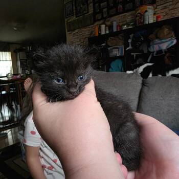 Merlow -  Domestic Short Hair Cat for Adoption in Bristol, Indiana - Merlow | PetCurious