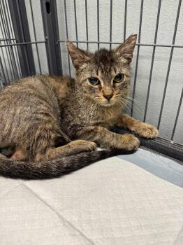 Domestic Short Hair Cats Available for Adoption - ROMEO | PetCurious