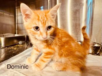 Dominic -  Domestic Short Hair and Tabby Cat for Adoption in St. George, Utah - Dominic | PetCurious