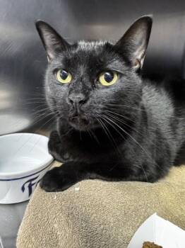 Miss Luna -  Bombay and Domestic Short Hair Cat for Adoption in Roseville, California - Miss Luna | PetCurious