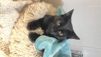 Loki -  Domestic Short Hair Cat for Adoption in Telford, Pennsylvania - Loki | PetCurious