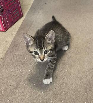 MADDIE -  Domestic Short Hair Cat for Adoption in Tustin, California - MADDIE | PetCurious