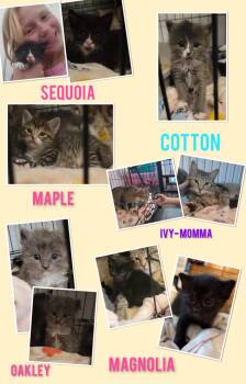 Oakley -  Domestic Short Hair Cat Available for Adoption in Dixon, California - Oakley | PetCurious