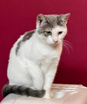 Pewter -  Domestic Short Hair Cat for Adoption in Gorham, Maine - Pewter | PetCurious