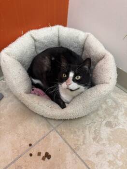 Domestic Short Hair Cats Available for Adoption in The Colony, Texas - Pixie | PetCurious