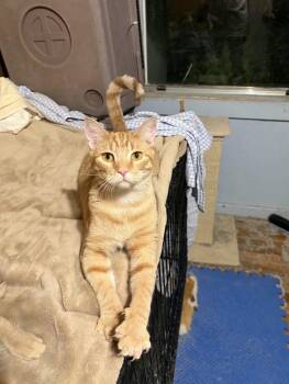 Ritchie -  Domestic Short Hair Cat for Adoption in Chickasaw, Alabama - Ritchie | PetCurious