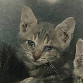 Sydney Harbour 9663 -  Domestic Short Hair Cat for Adoption in Columbus, Georgia - Sydney Harbour 9663 | PetCurious