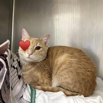 ROGER -  Domestic Short Hair Cat for Adoption in San Antonio, Texas - ROGER | PetCurious