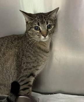 Domestic Short Hair Cats Available for Adoption in Mobile, Alabama - Peggy | PetCurious