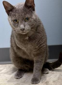 Russian Blue and Domestic Short Hair Cats Available for Adoption in Chicago, Illinois - Hiccup | PetCurious