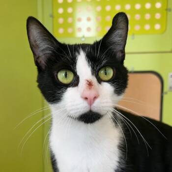 Sookie -  Domestic Short Hair Cat for Adoption in Pontiac, Michigan - Sookie | PetCurious