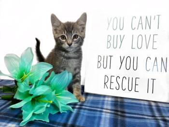 SUGAR BABY -  Domestic Short Hair Cat for Adoption in Graham, Washington - SUGAR BABY | PetCurious