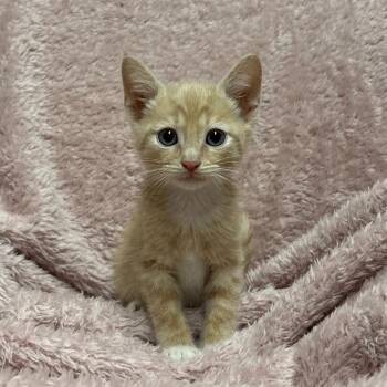 Lemon -  Domestic Short Hair Cat for Adoption in Fort Collins, Colorado - Lemon | PetCurious