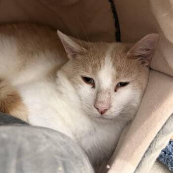 Sal -  Domestic Short Hair Cat for Adoption in Marshall, Virginia - Sal | PetCurious