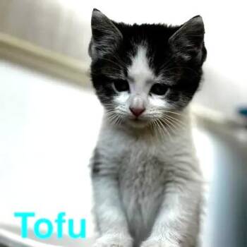 Miso -  American Shorthair Cat for Adoption in Lebanon, Missouri - Miso | PetCurious