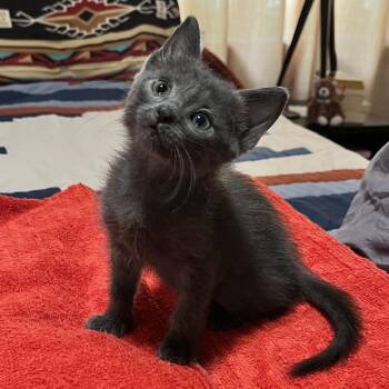 Smokey Puff -  Domestic Short Hair Cat for Adoption in Las Cruces, New Mexico - Smokey Puff | PetCurious