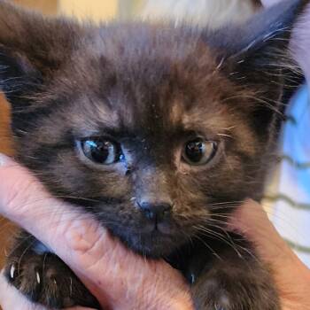 Domestic Short Hair Cats Available for Adoption in Carmel, Indiana - Walt Whiskers | PetCurious