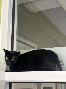 Domestic Long Hair Cats Available for Adoption in Johnson City, Tennessee - Onyx (Spring) | PetCurious