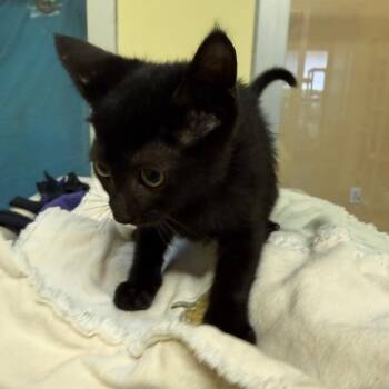 Ember -  Domestic Medium Hair Cat for Adoption - Ember | PetCurious
