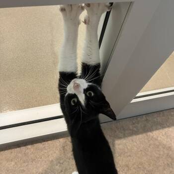 Captain -  Domestic Short Hair Cat Available for Adoption in Temecula, California - Captain | PetCurious
