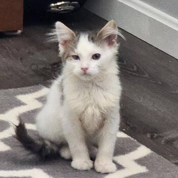 Domestic Medium Hair Cats Available for Adoption in Elyria, Ohio - Mars | PetCurious