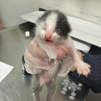 Etna -  Domestic Medium Hair Cat for Adoption in Charleston, West Virginia - Etna | PetCurious