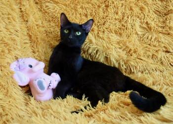 Exotic Shorthair and Bombay Cats Available for Adoption - Ursula | PetCurious